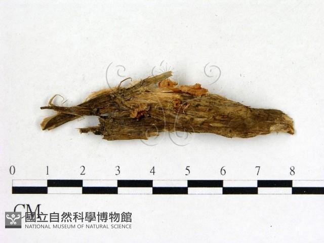 登錄號:F0003309藏品圖，第1張
