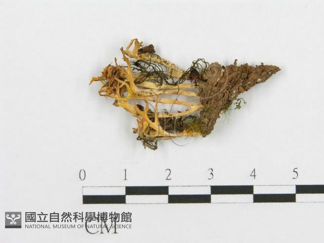 登錄號:F0013309藏品圖，第1張