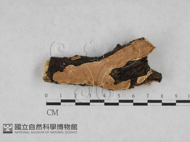 齒耳菌屬藏品圖，第1張