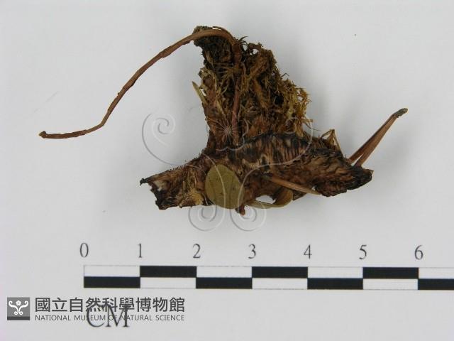 登錄號:F0008219藏品圖，第1張