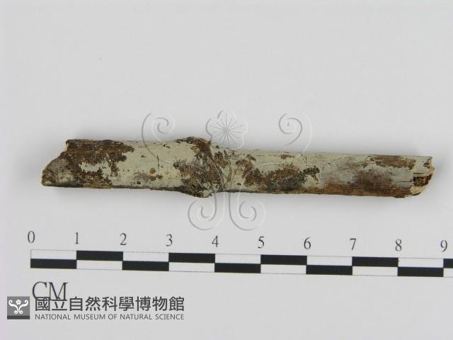 登錄號:F0000219藏品圖，第1張