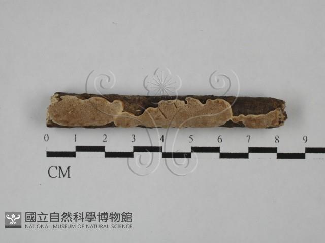 登錄號:F0010219藏品圖，第1張