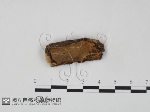 登錄號:F0006219藏品圖，第1張