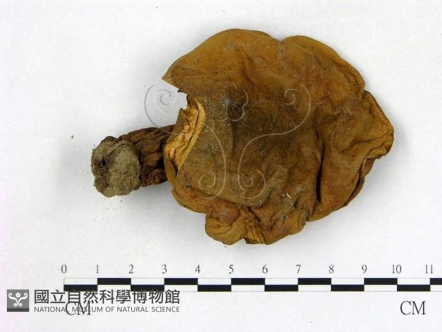 登錄號:F0016219藏品圖，第1張
