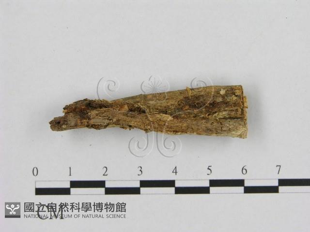 登錄號:F0001219藏品圖，第1張