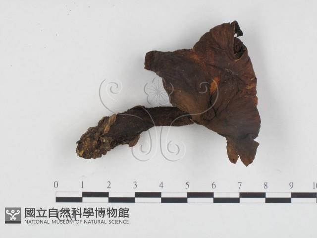 登錄號:F0024219藏品圖，第1張
