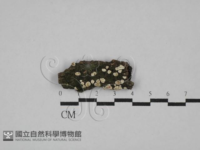 盤革菌屬藏品圖，第1張