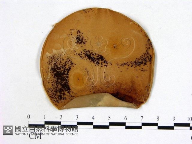 登錄號:F0002219藏品圖，第1張