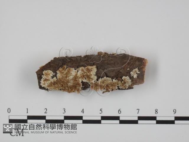 登錄號:F0012219藏品圖，第1張