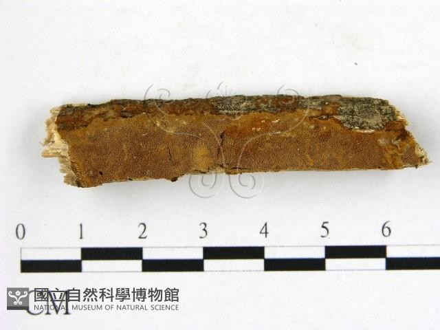 登錄號:F0007219藏品圖，第1張