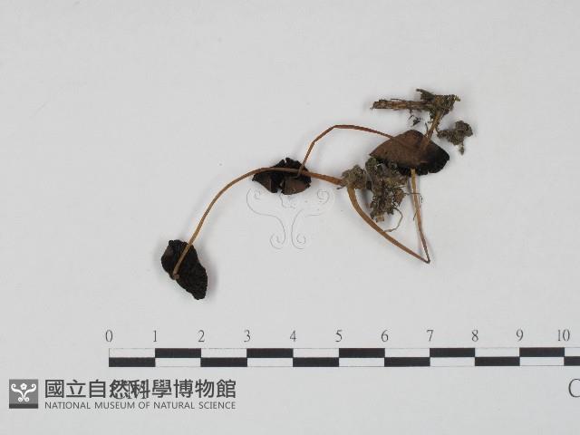 登錄號:F0017219藏品圖，第1張