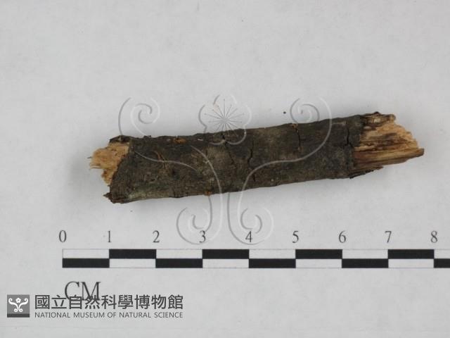 登錄號:F0025219藏品圖，第1張
