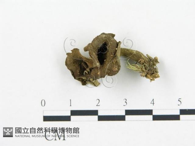 登錄號:F0005219藏品圖，第1張