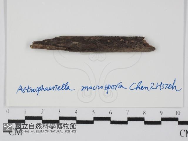 登錄號:F0015219藏品圖，第1張