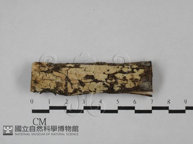 絲齒菌屬藏品圖，第1張