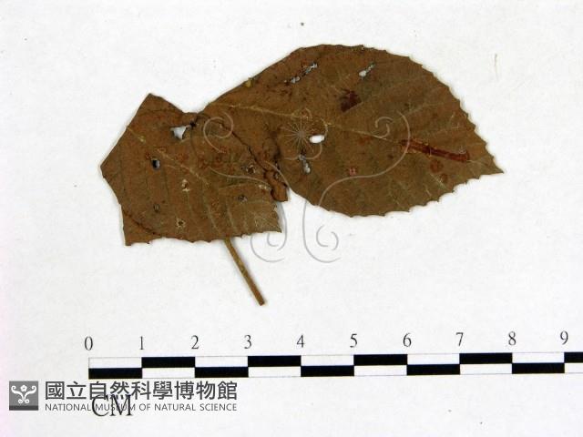 登錄號:F0019219藏品圖，第1張