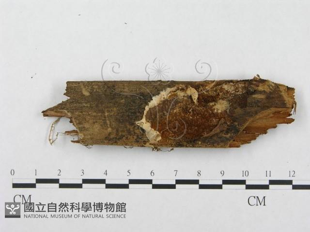登錄號:F0003219藏品圖，第1張