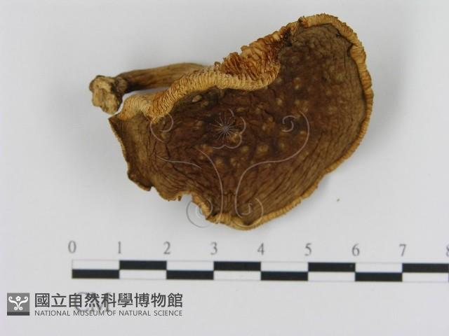 登錄號:F0013219藏品圖，第1張