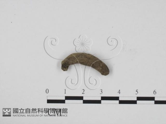 炭角菌屬藏品圖，第1張