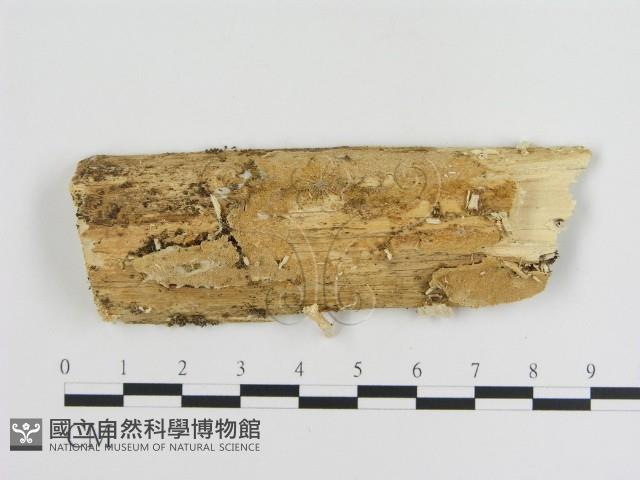 登錄號:F0008619藏品圖，第1張
