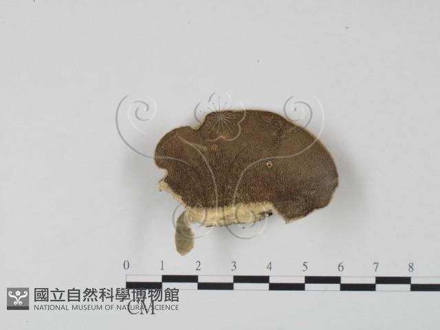 登錄號:F0006619藏品圖，第1張