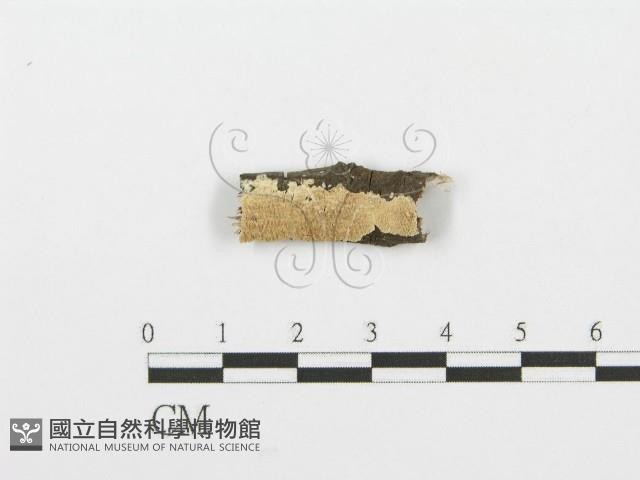 登錄號:F0001619藏品圖，第1張