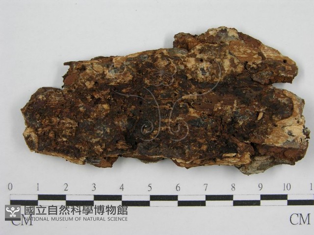 登錄號:F0004619藏品圖，第1張