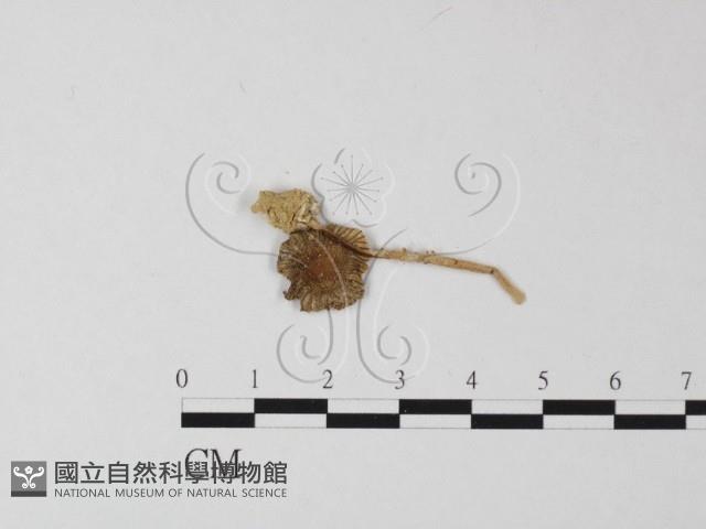 鵝膏屬藏品圖，第1張