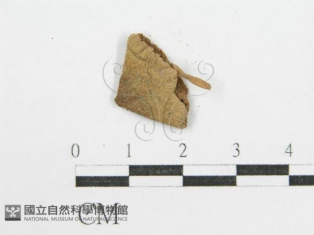 登錄號:F0005619藏品圖，第1張