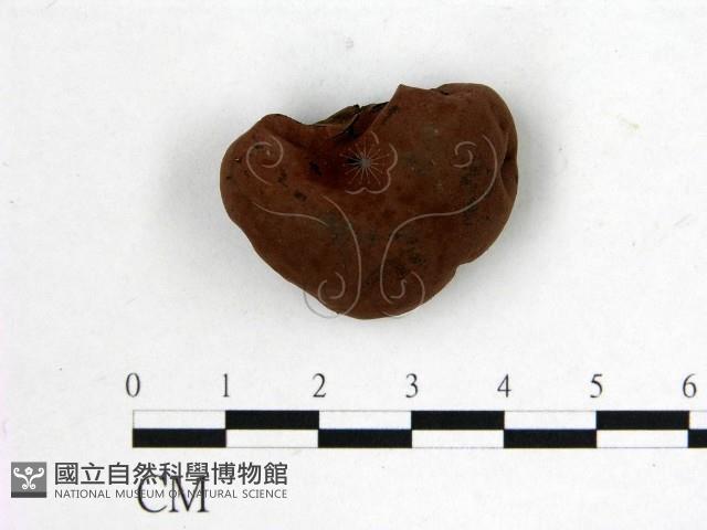 登錄號:F0015619藏品圖，第1張