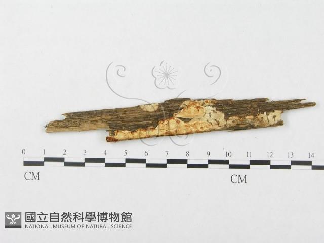 登錄號:F0009619藏品圖，第1張