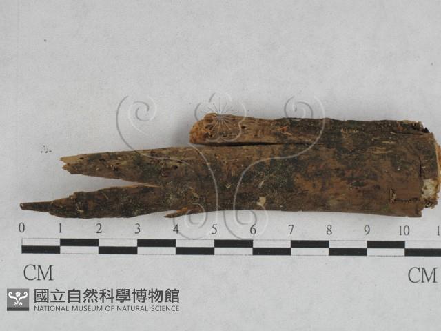 登錄號:F0028419藏品圖，第1張
