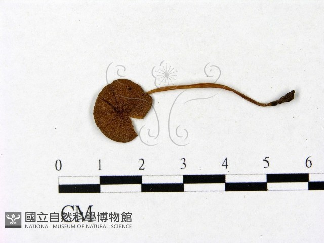 登錄號:F0008419藏品圖，第1張