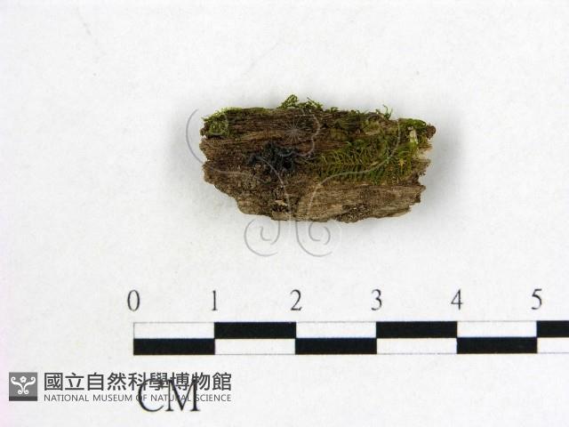 登錄號:F0001419藏品圖，第1張