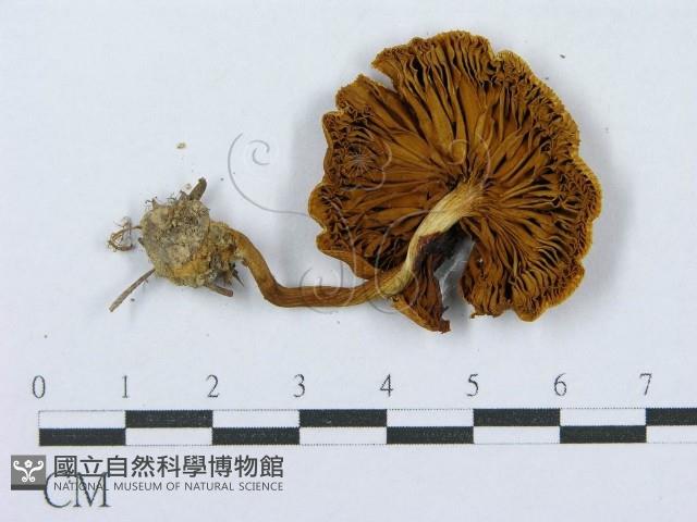 登錄號:F0004419藏品圖，第1張