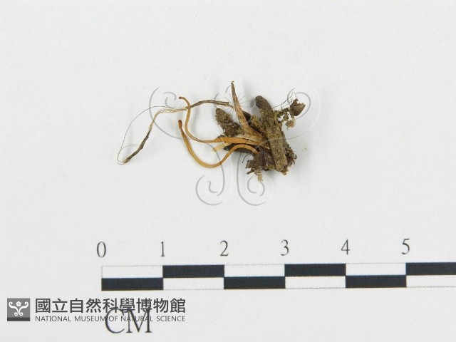 登錄號:F0014419藏品圖，第1張