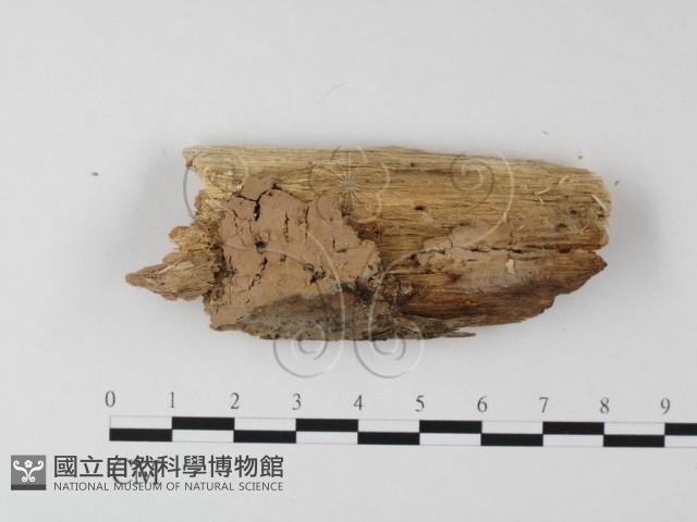 登錄號:F0002419藏品圖，第1張