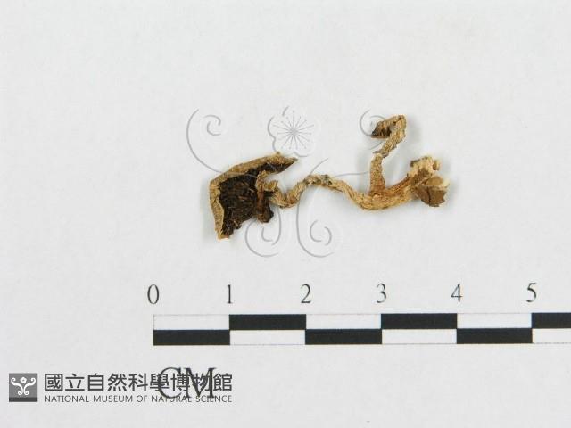 登錄號:F0007419藏品圖，第1張