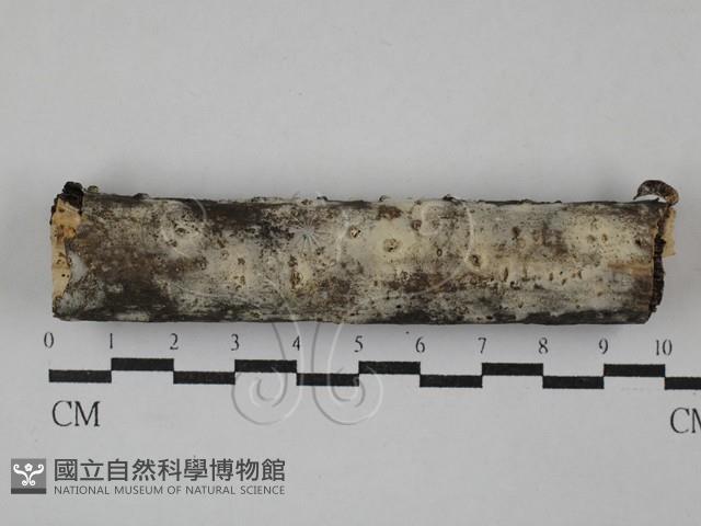 登錄號:F0029419藏品圖，第1張