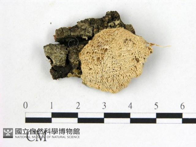 登錄號:F0009419藏品圖，第1張