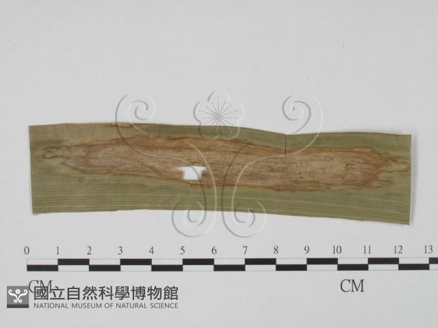 登錄號:F0019419藏品圖，第1張