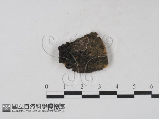 登錄號:F0003419藏品圖，第1張