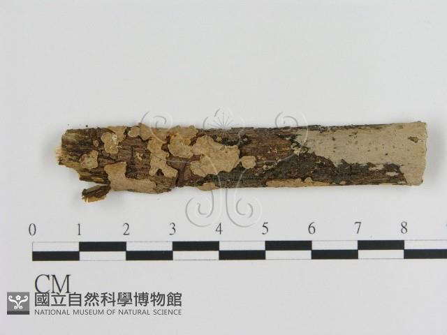 刺皮菌屬藏品圖，第1張