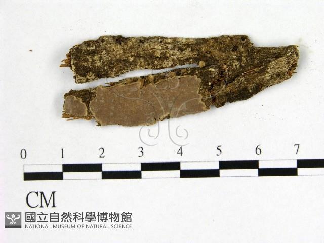 登錄號:F0018719藏品圖，第1張