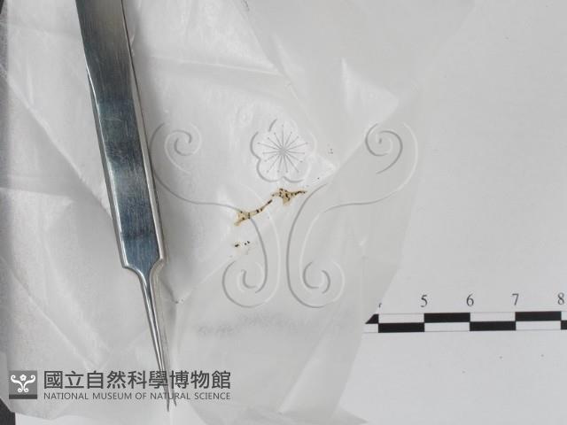 登錄號:F0005719藏品圖，第1張