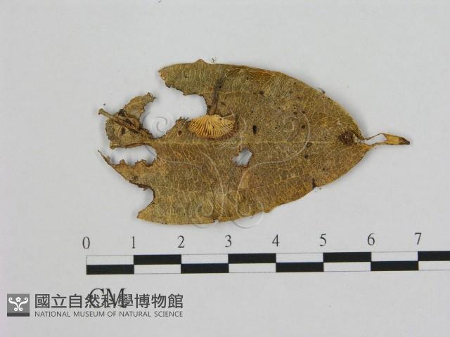 小皮傘屬藏品圖，第1張