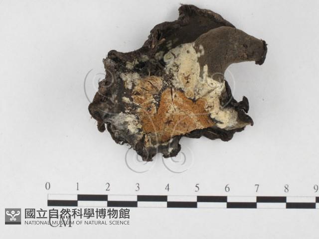 登錄號:F0019719藏品圖，第1張