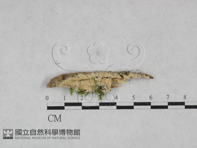 登錄號:F0028519藏品圖，第1張