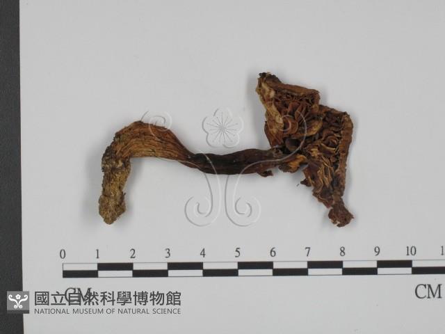 登錄號:F0008519藏品圖，第1張