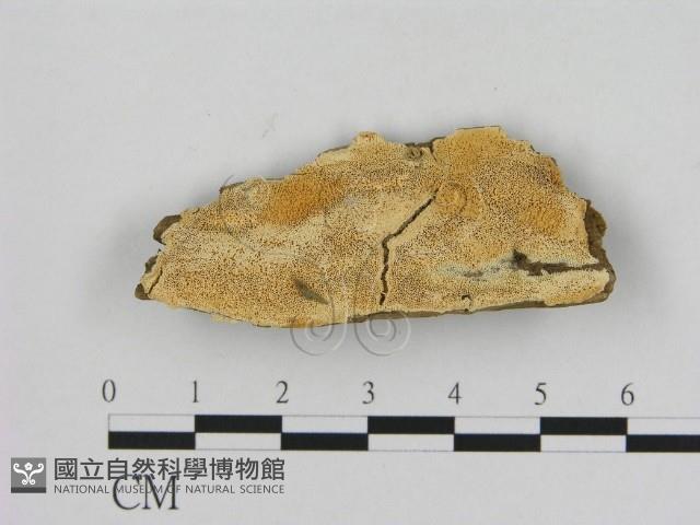 登錄號:F0006519藏品圖，第1張